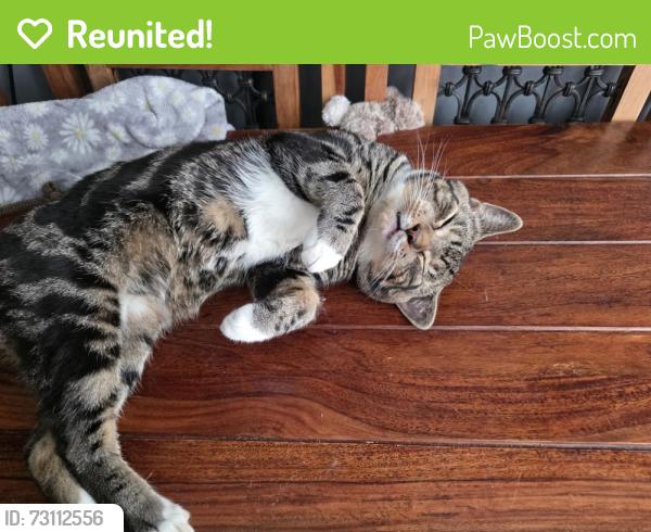 Reunited Male Cat last seen Knox road, Surrey, England 