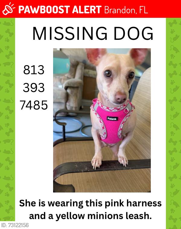 Lost Female Dog last seen John Moore and Lumsden Road, Brandon, FL 33511