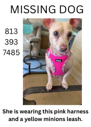 Lost Female Dog last seen John Moore and Lumsden Road, Brandon, FL 33511