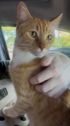 Reunited Male Cat last seen NE 15th & Prahl Pkwy, Hillsboro, OR 97124