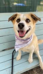 Shelter Stray Female Dog last seen Bexar County, 3353 Morningside Dr, New Braunfels, TX 78132, USA