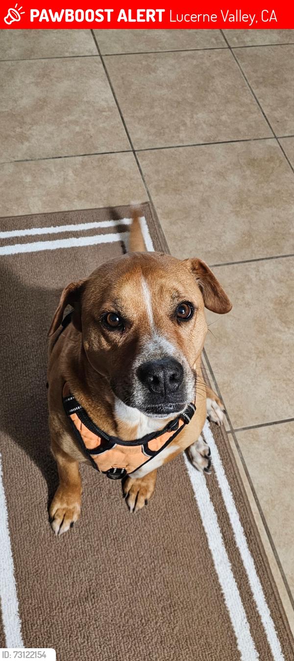 Lost Male Dog last seen Dallas Ave. Between Rodeo Rd. And Rabbit Springs Rd., Lucerne Valley, CA 92356