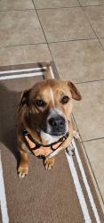 Lost Male Dog last seen Dallas Ave. Between Rodeo Rd. And Rabbit Springs Rd., Lucerne Valley, CA 92356