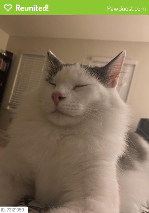 Reunited Male Cat last seen Near Tuscany Pool, Aurora, CO 80015