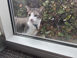 Found/Stray Unknown Cat last seen Near S Melrose, Vista, CA 92081