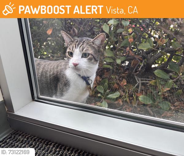 Found/Stray Unknown Cat last seen Near S Melrose, Vista, CA 92081