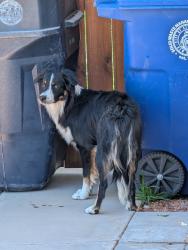 Reunited Male Dog last seen Wyoming and Paseo del Norte, Albuquerque, NM 87109
