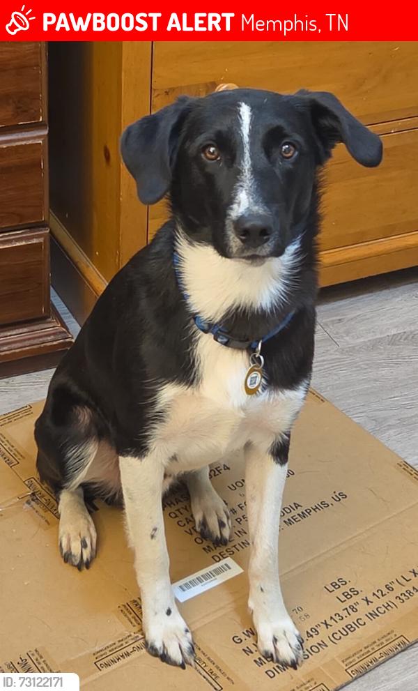 Lost Male Dog last seen Getwell, Memphis, TN 38111