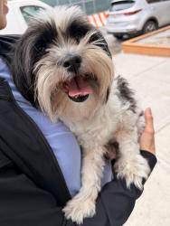 Found/Stray Male Dog last seen East 222nd street and Paulding Avenue, Bronx, NY, The Bronx, NY 10469