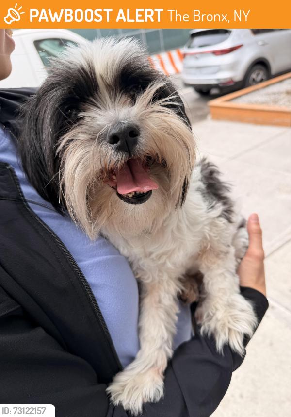 Found/Stray Male Dog last seen East 222nd street and Paulding Avenue, Bronx, NY, The Bronx, NY 10469