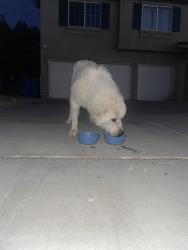 Found/Stray Male Dog last seen Quail cove & Zircon dr, Victorville, CA 92394