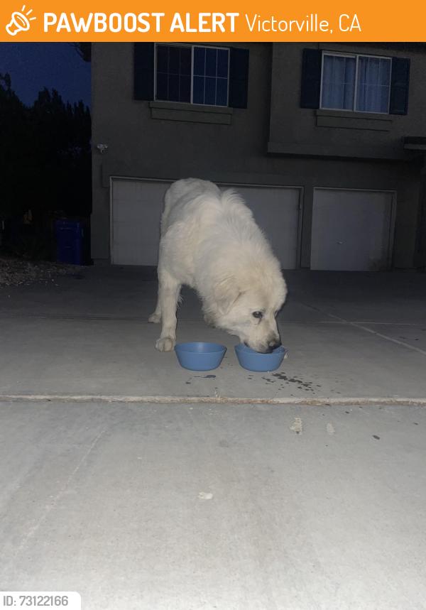 Found/Stray Male Dog last seen Quail cove & Zircon dr, Victorville, CA 92394