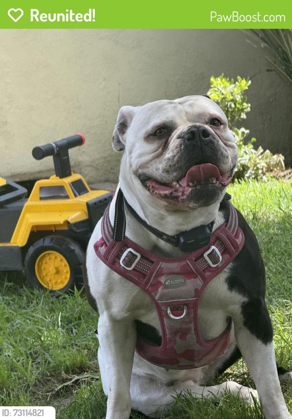 Reunited Female Dog last seen Near Stagg St, Sun Valley, CA 91352, USA, Los Angeles, CA 91352