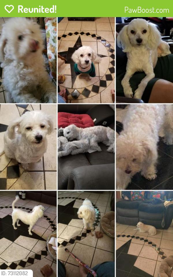 Reunited Female Dog last seen 67th Avenue and Glendale, Glendale, AZ 85303