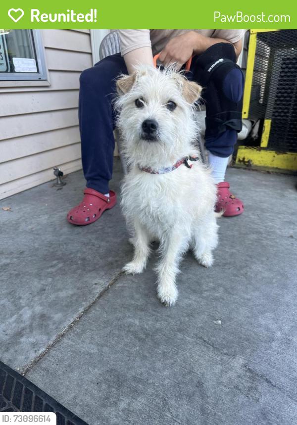 Reunited Male Dog last seen 35th and Asotin, Tacoma, Tacoma, WA 98418