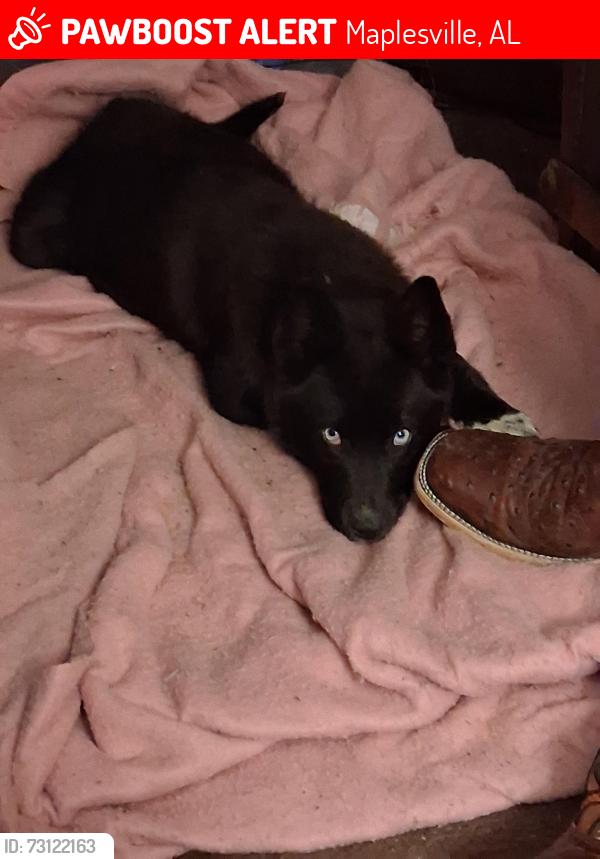 Lost Female Dog last seen Maplesville Police Department, Maplesville, AL 36750