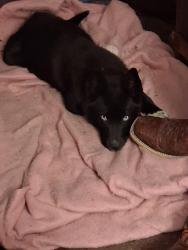 Lost Female Dog last seen Maplesville Police Department, Maplesville, AL 36750