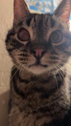 Lost Male Cat last seen Emerson, Idaho Falls, ID 83402