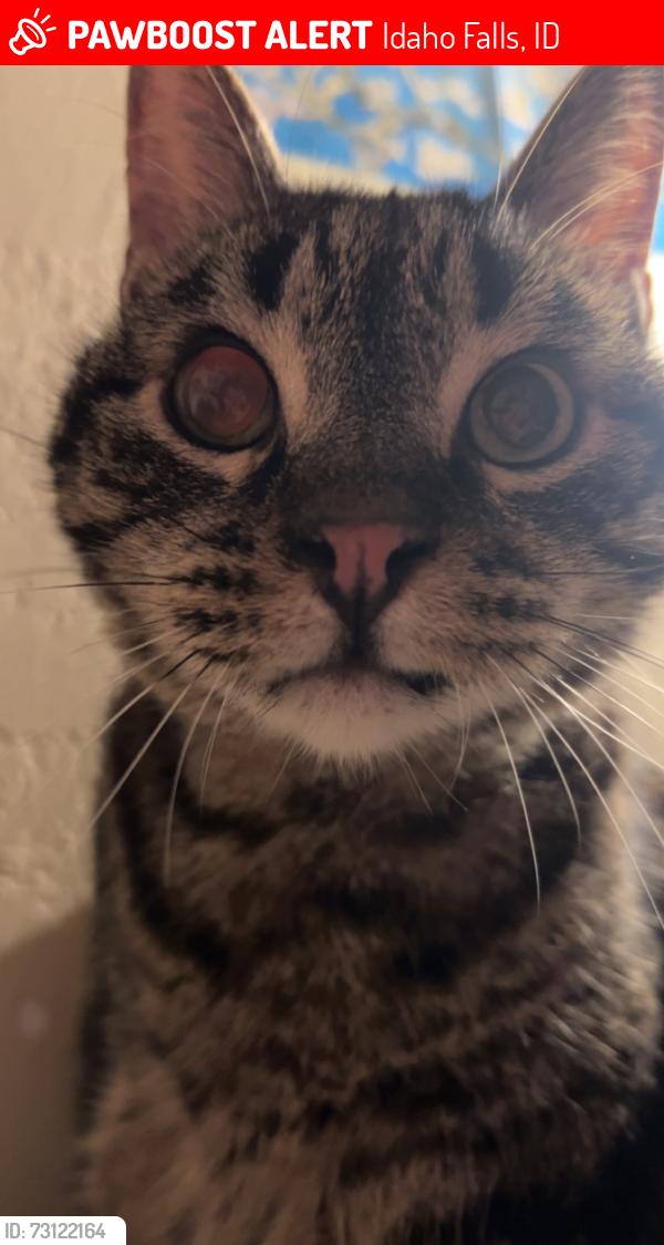 Lost Male Cat last seen Emerson, Idaho Falls, ID 83402