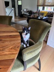 Lost Female Cat last seen 5th and Lafayette, Denver, CO 80218
