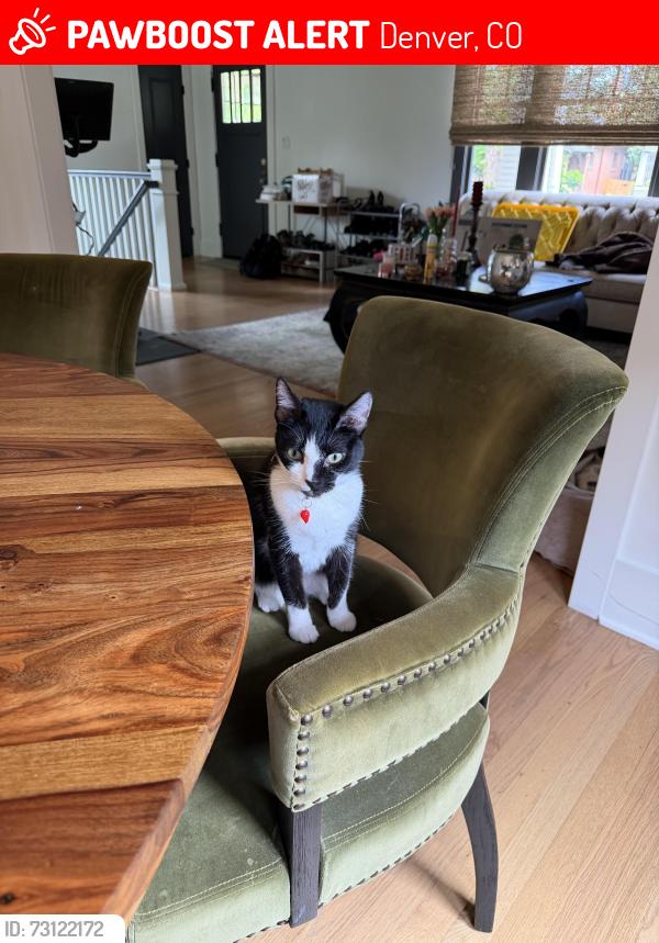Lost Female Cat last seen 5th and Lafayette, Denver, CO 80218