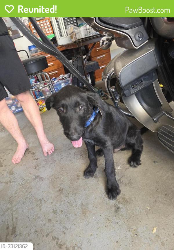 Reunited Male Dog last seen Douglas Orchard Elementary, West Valley City, UT 84128