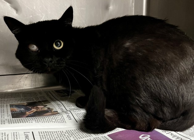 Shelter Stray Female Cat last seen , West Valley Animal Shelter, 20655 Plummer St, Chatsworth, CA 91311, USA