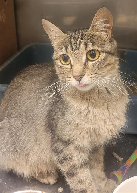 Shelter Stray Female Cat last seen Near BLOCK W HARVEY HEIGHTS CIR, TAYLORSVILLE UT 84129, 4522 W 3500 S, West Valley City, UT 84120, USA