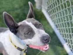 Shelter Stray Female Dog last seen , 3201 Lacy St, Los Angeles, CA 90031, USA