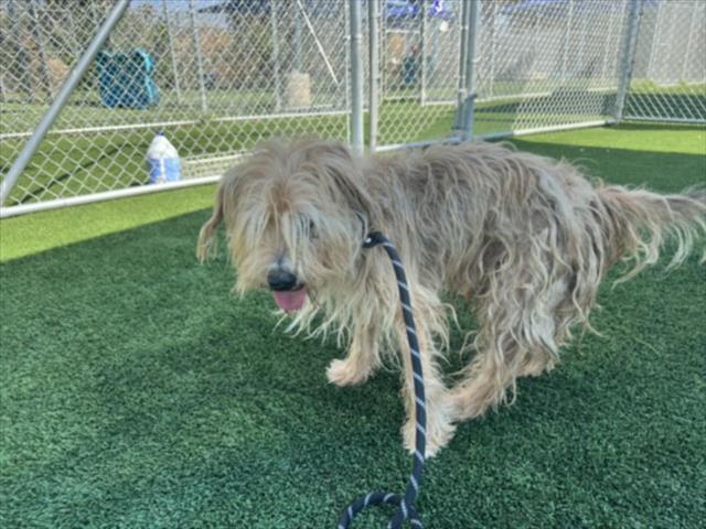 Shelter Stray Male Dog last seen , 3201 Lacy St, Los Angeles, CA 90031, USA