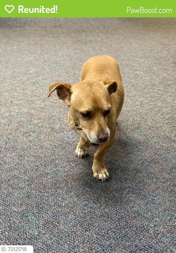 Reunited Male Dog last seen MVD Tucson East, Tucson, AZ 85710