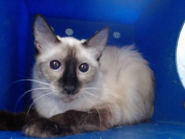 Shelter Stray Female Cat last seen , 2769 Conroy Rd, Orlando, FL 32839, USA