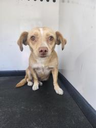 Shelter Stray Female Dog last seen Near BLK N ST,BAKERSFIELD,CA, 201 S Mt Vernon Ave, Bakersfield, CA 93307, USA