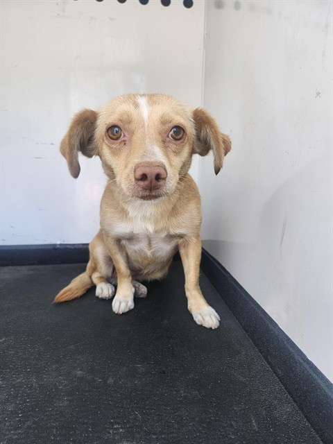 Shelter Stray Female Dog last seen Near BLK N ST,BAKERSFIELD,CA, 201 S Mt Vernon Ave, Bakersfield, CA 93307, USA
