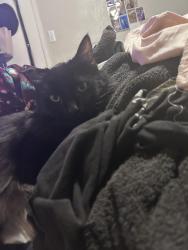 Lost Male Cat last seen Near cagel dr, Fort Worth, TX 76105