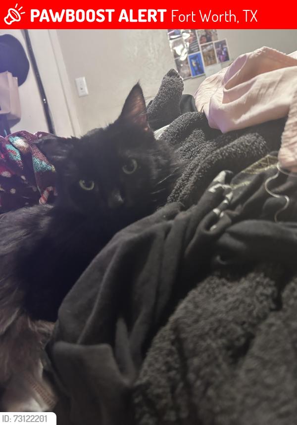 Lost Male Cat last seen Near cagel dr, Fort Worth, TX 76105