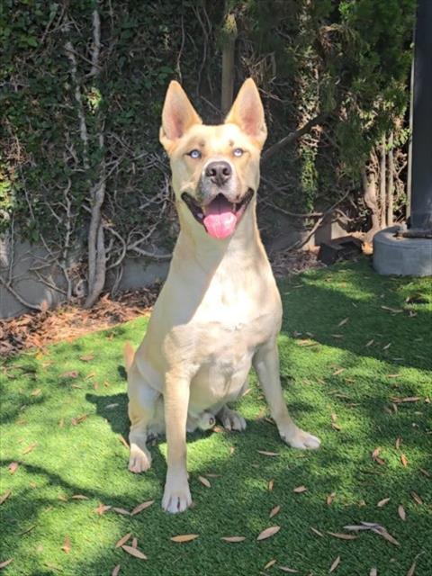 Shelter Stray Male Dog last seen , 1850 W 60th St, Los Angeles, CA 90047, USA