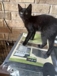 Reunited Female Cat last seen Strawberry Rd & Fairmont Pkwy, Pasadena, TX 77504