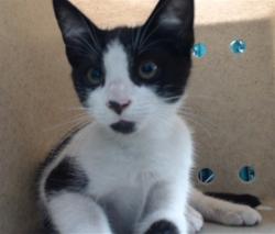 Shelter Stray Male Cat last seen , 11258 Garfield Ave, Downey, CA 90242, USA