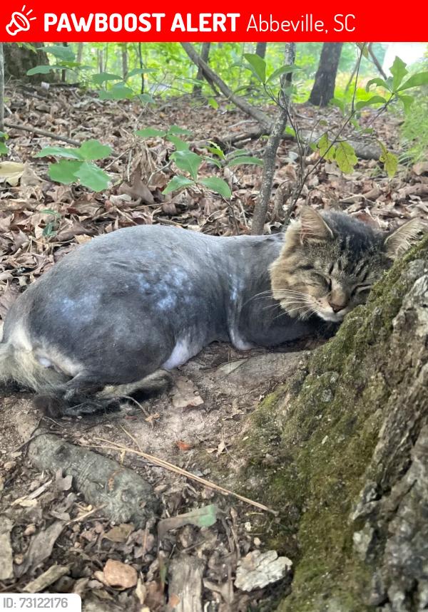 Lost Male Cat last seen Abbeville, Abbeville, SC 29620