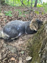 Lost Male Cat last seen Abbeville, Abbeville, SC 29620