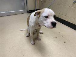 Shelter Stray Male Dog last seen Near BLOCK N 48TH ST, 3839 W Burnham St, West Milwaukee, WI 53215, USA