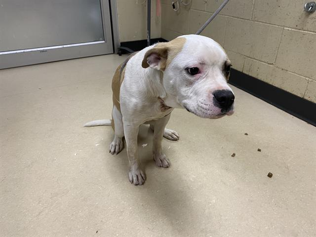 Shelter Stray Male Dog last seen Near BLOCK N 48TH ST, 3839 W Burnham St, West Milwaukee, WI 53215, USA