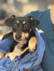 Shelter Stray Female Dog last seen Near BLOCK VERDA PL, LAKE ELSINORE, CA, 6851 Van Buren Boulevard, Jurupa Valley, CA 92509, USA
