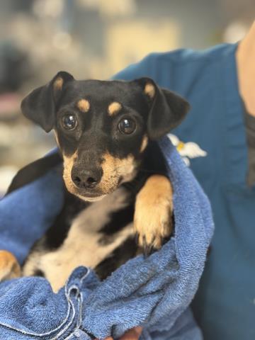 Shelter Stray Female Dog last seen Near BLOCK VERDA PL, LAKE ELSINORE, CA, 6851 Van Buren Boulevard, Jurupa Valley, CA 92509, USA
