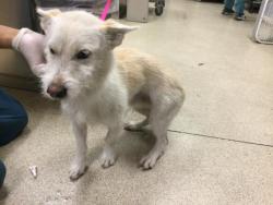 Shelter Stray Male Dog last seen WASHINGTON AND HARLEY JOHN RD, RIVERSIDE, CA, 6851 Van Buren Boulevard, Jurupa Valley, CA 92509, USA