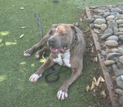 Shelter Stray Male Dog last seen , 14409 Vanowen St, Van Nuys, CA 91405, USA