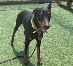 Shelter Stray Female Dog last seen , 14409 Vanowen St, Van Nuys, CA 91405, USA