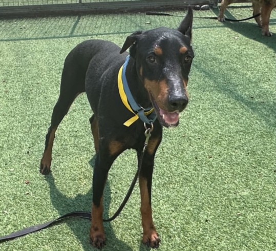 Shelter Stray Female Dog last seen , 14409 Vanowen St, Van Nuys, CA 91405, USA