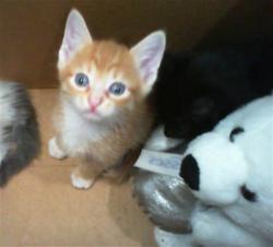 Shelter Stray Male Cat last seen CHARLOTTE, 8315 Byrum Dr, Charlotte, NC 28217, USA